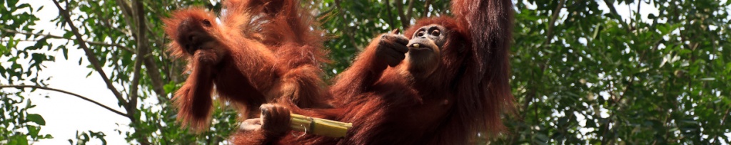 panorama zoo w singapurze