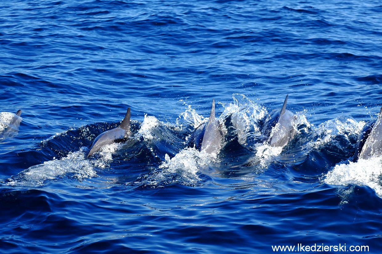 pamilacan delfiny