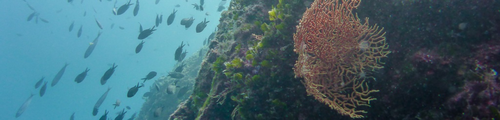 panorama nurkowanie chorwacja wyspa pag diving pag