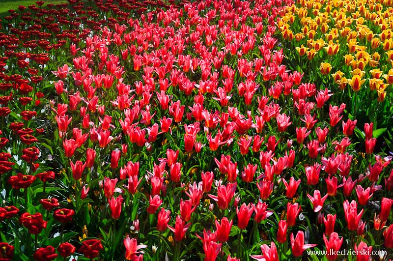 park keukenhof tulipany