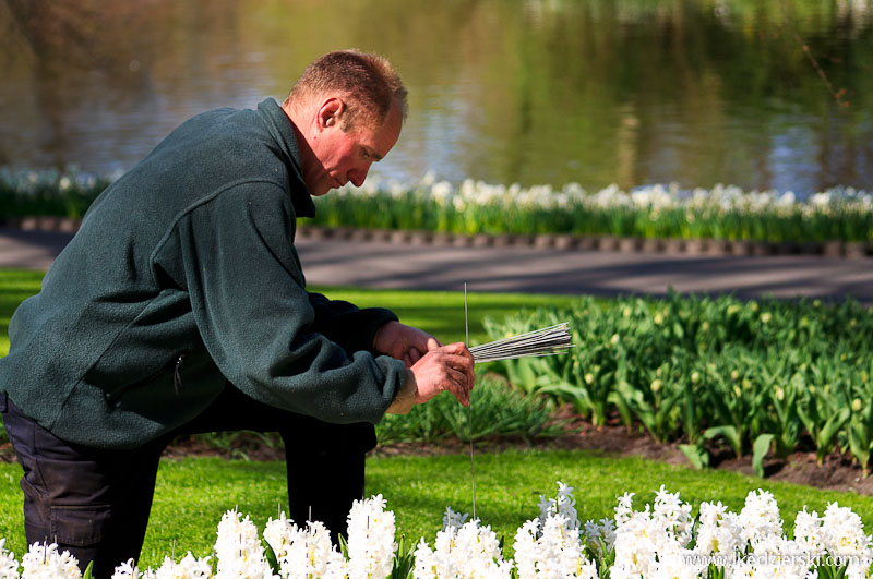 park keukenhof ogrodnik