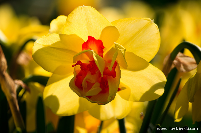 park keukenhof tulipan