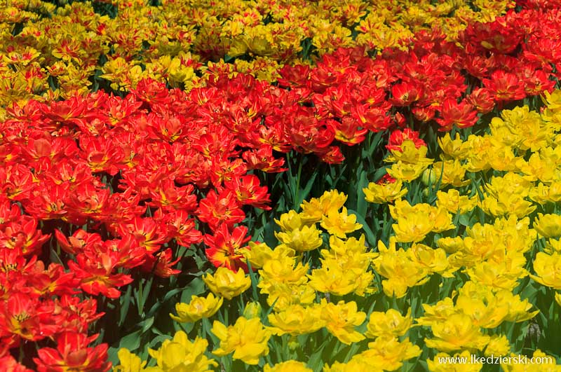 park keukenhof tulipany