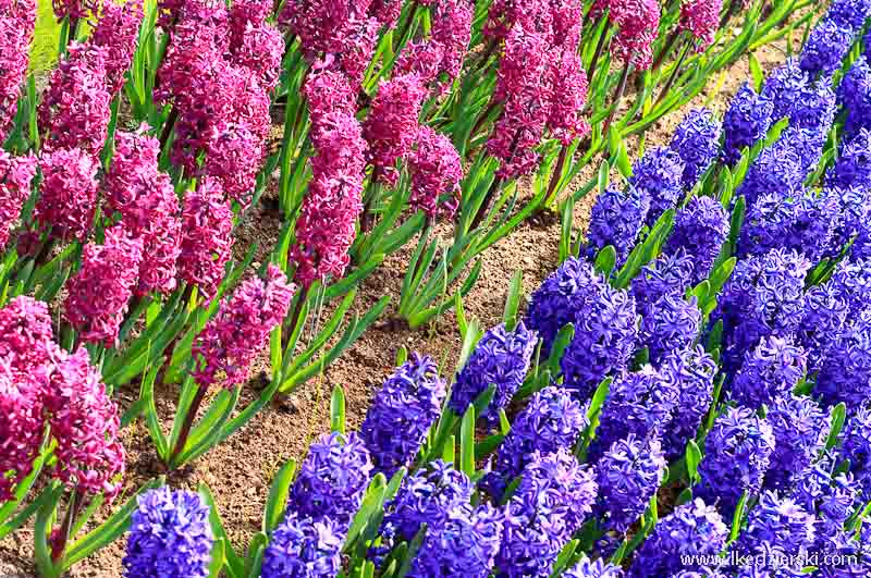 park keukenhof hiacynty