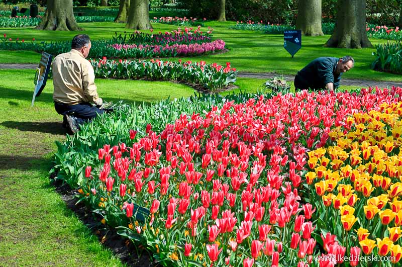 park keukenhof ogrodnik