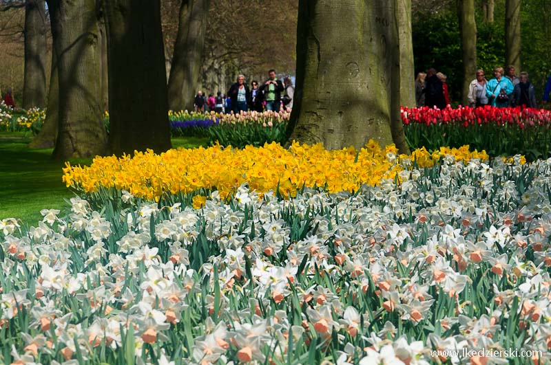 park keukenhof żonkile