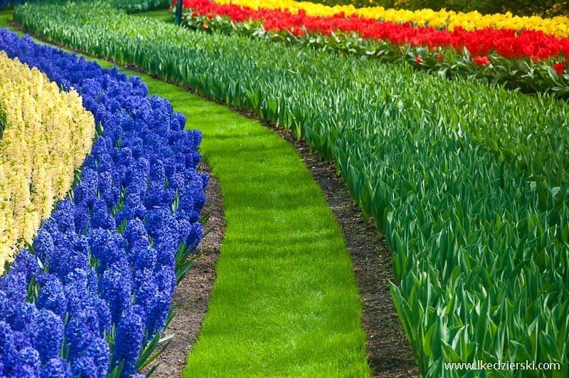 park keukenhof tulipany