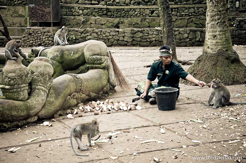 bali monkey forest małpa