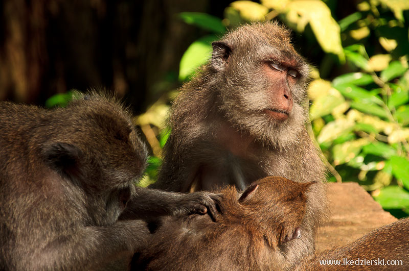 bali monkey forest małpa