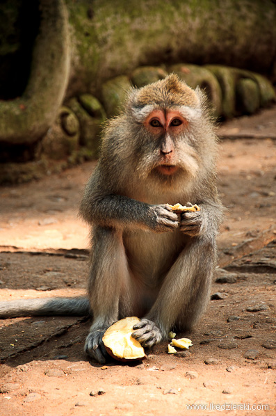 bali monkey forest małpa