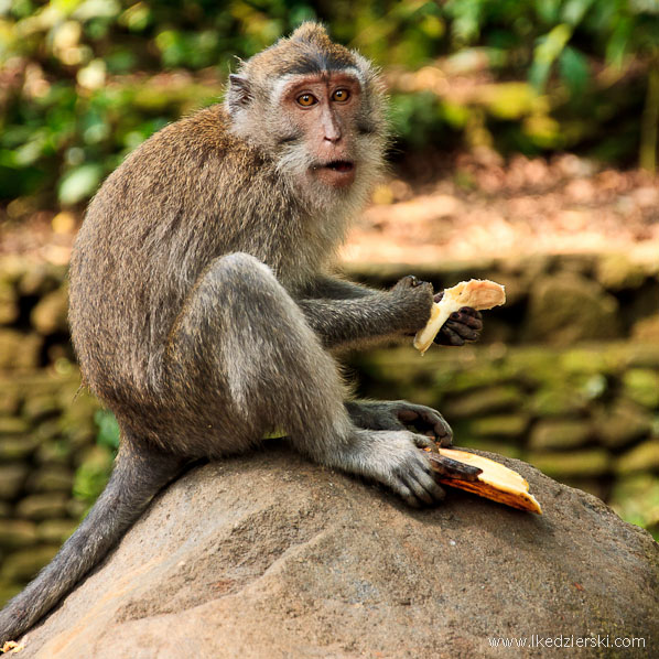 bali monkey forest małpa