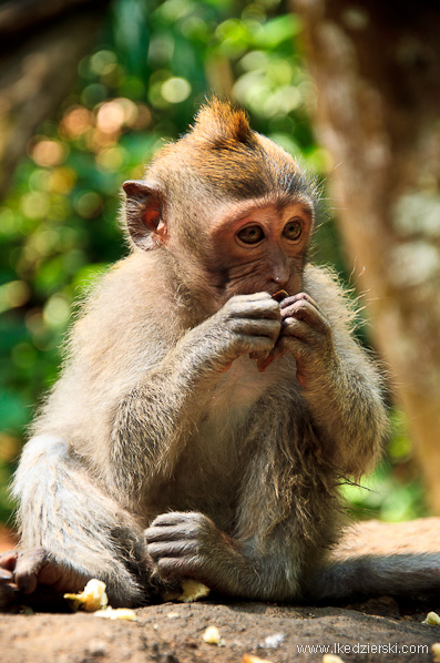 bali monkey forest małpa