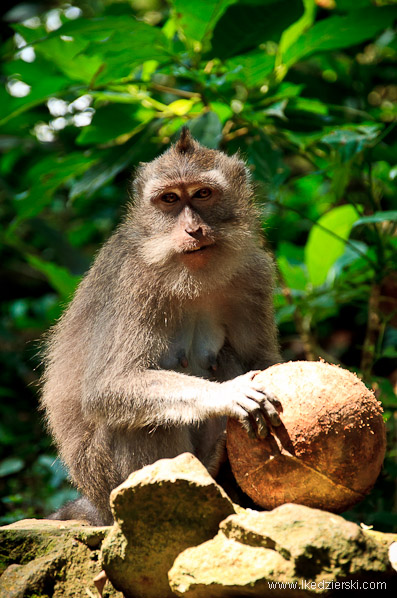 bali monkey forest małpa