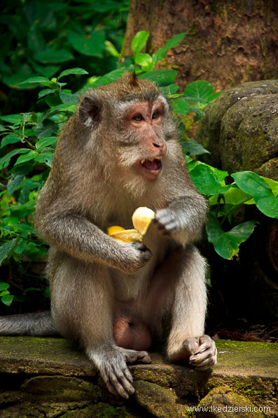 bali monkey forest małpa