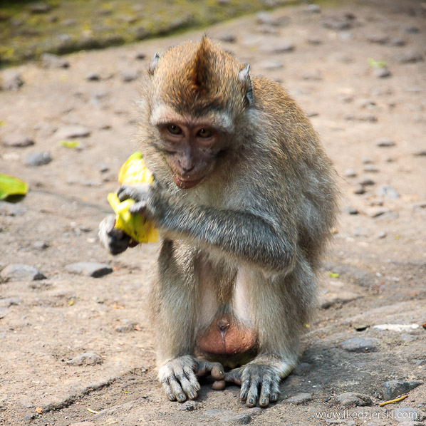 bali monkey forest małpa