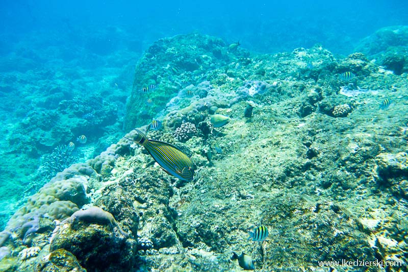 gili trawangan snorkeling rafa