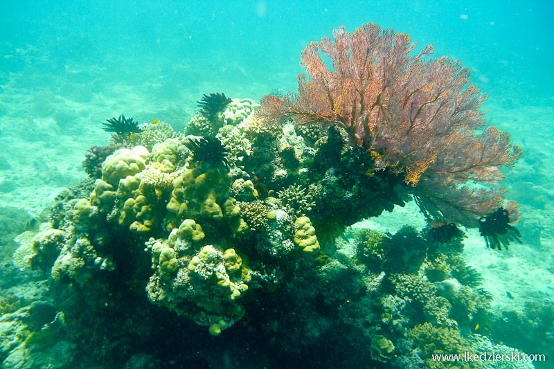 gili trawangan snorkeling rafa