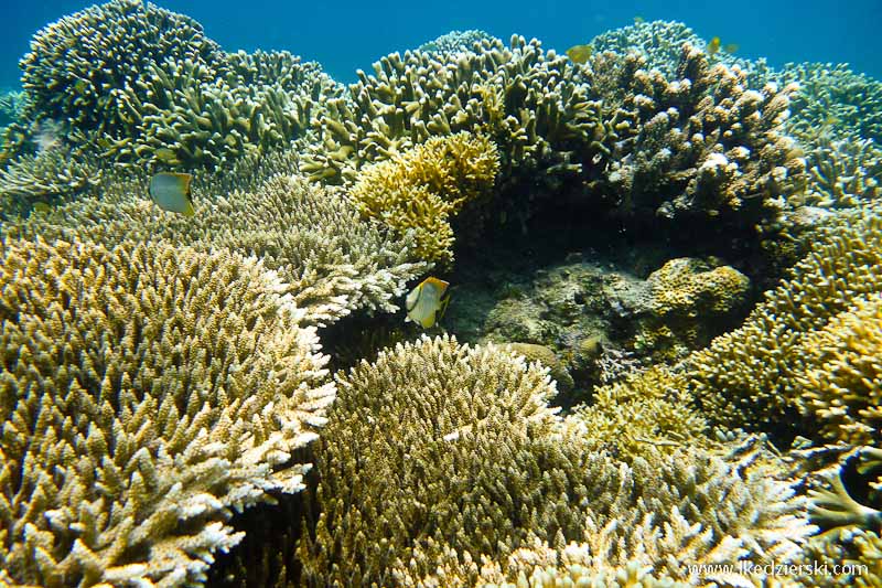 gili trawangan snorkeling rafa