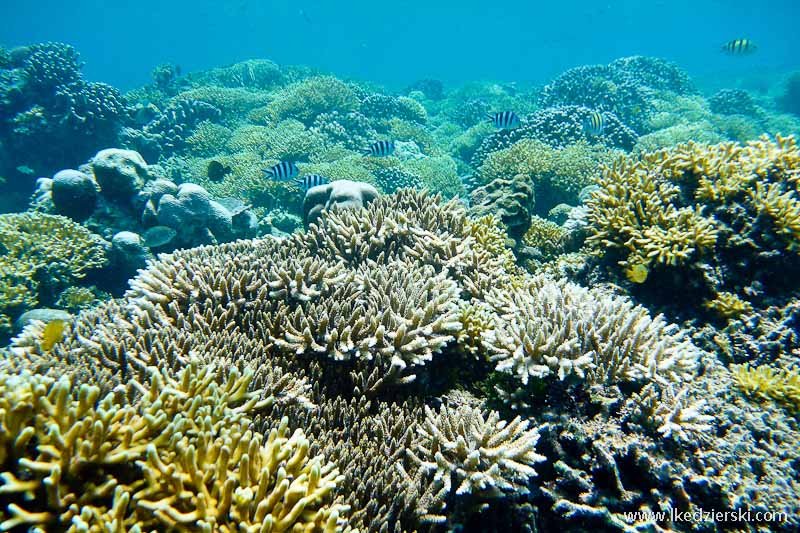 gili trawangan snorkeling rafa