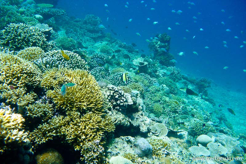 gili trawangan snorkeling rafa