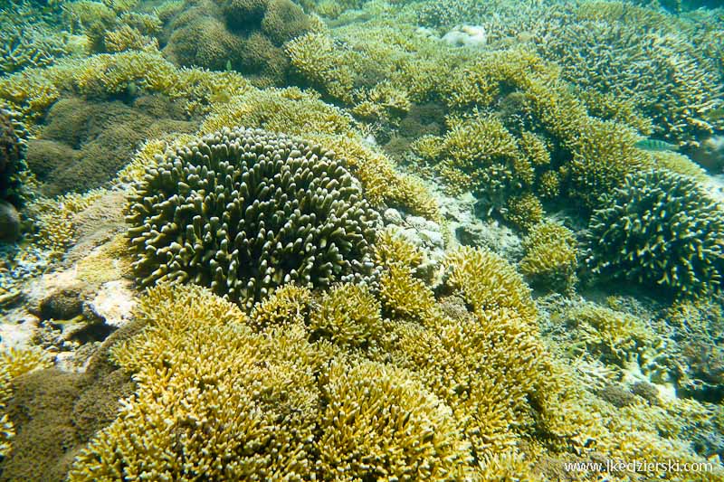 gili trawangan snorkeling rafa