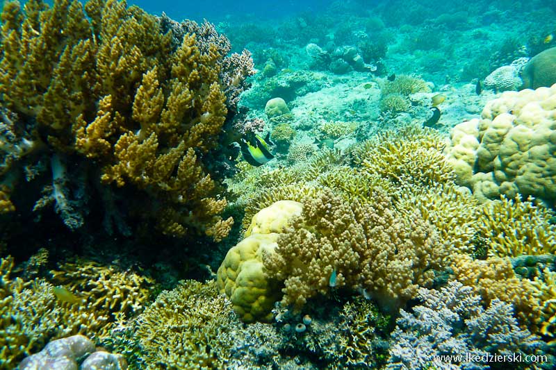 gili trawangan snorkeling rafa