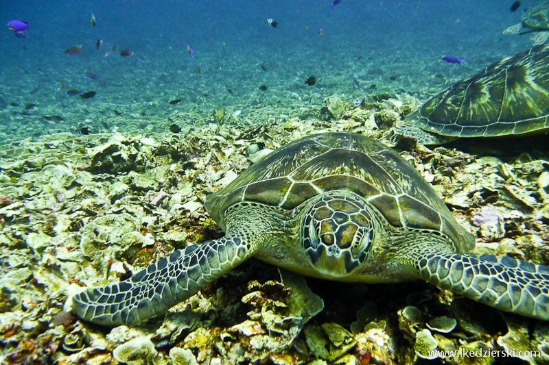 gili trawangan snorkeling żółw