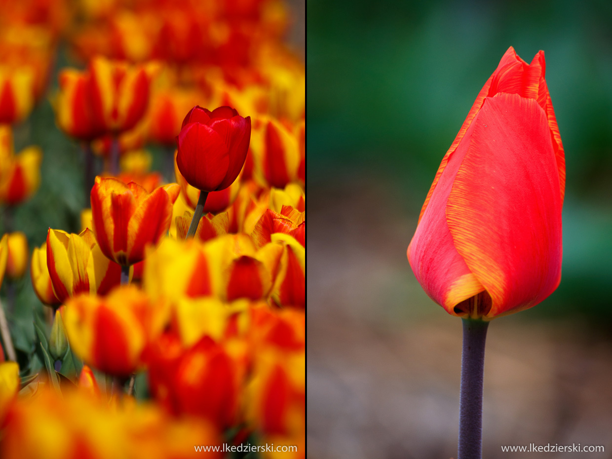 holandia tulipany