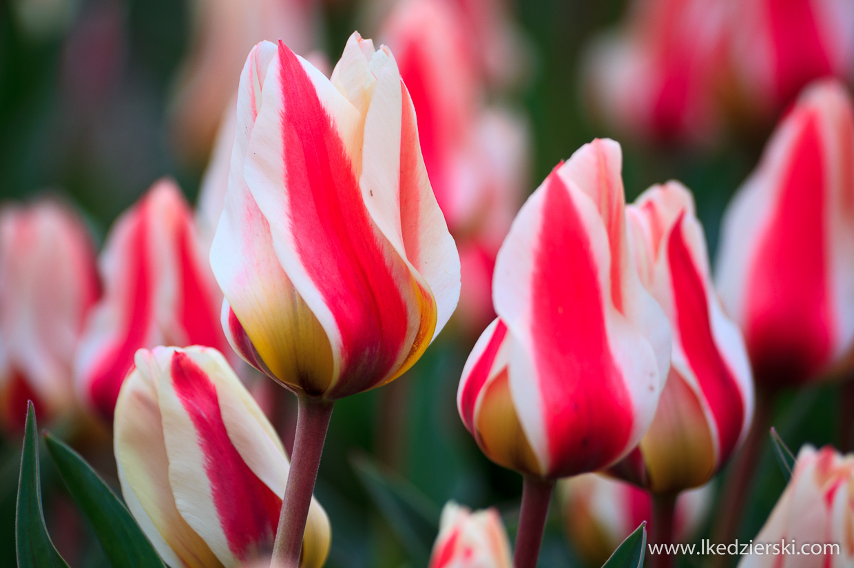 holandia tulipany
