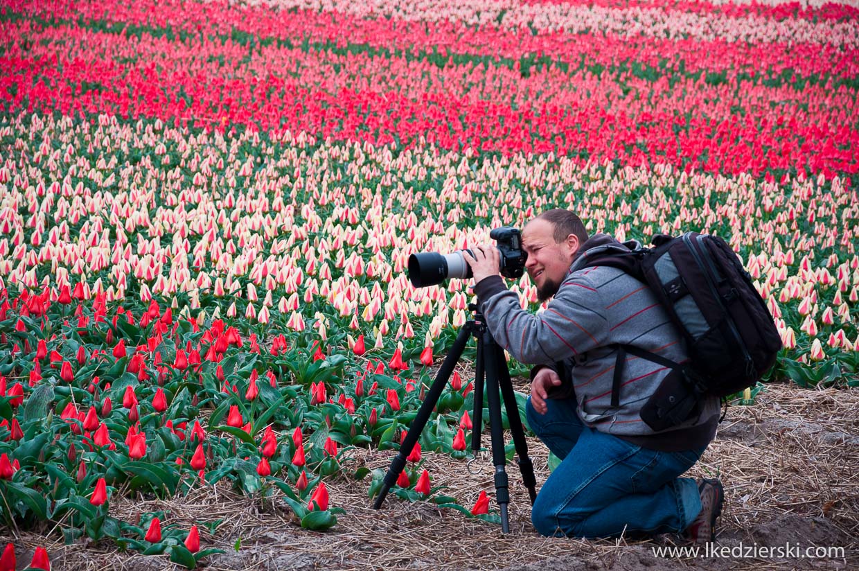 holandia tulipany