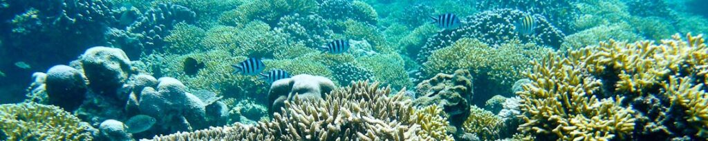 panorama gili trawangan snorkeling