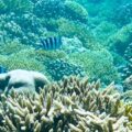 panorama gili trawangan snorkeling