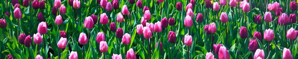 panorama holandia keukenhof