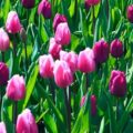 panorama holandia keukenhof