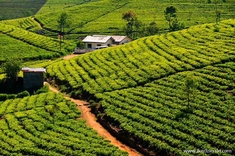 sri lanka podróż bandaraeliya plantacja herbaty