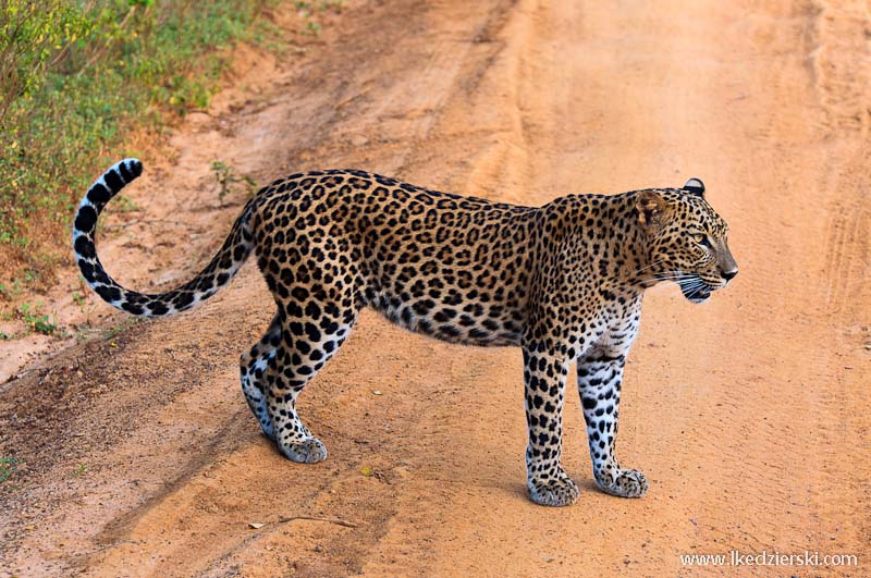 sri lanka podróż yala lampart