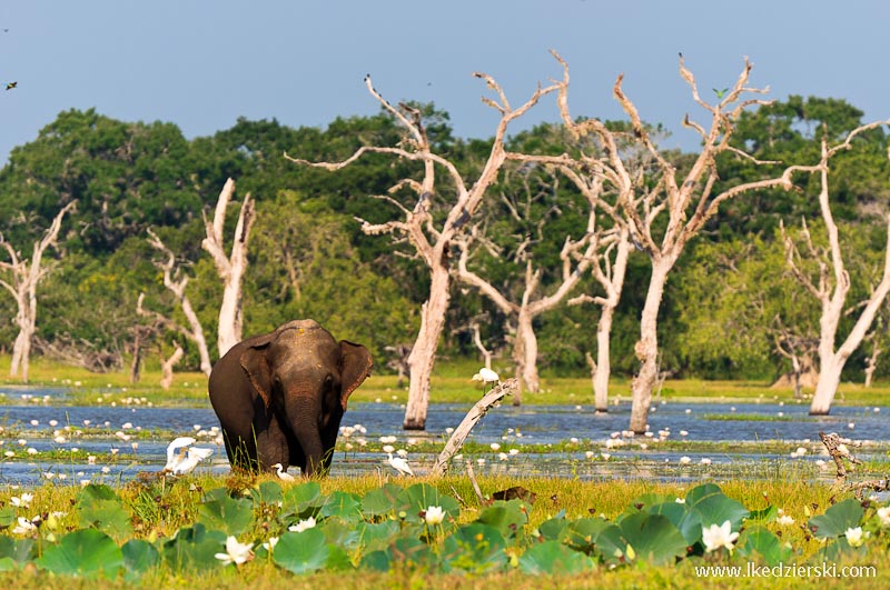 sri lanka podróż yala słoń