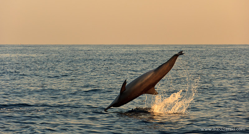 delfiny w lovina