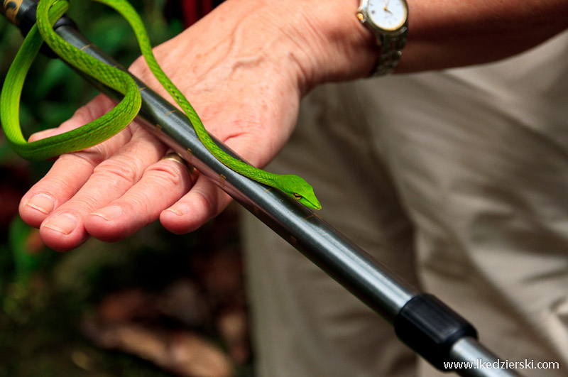 sri lanka podróż green vine snake