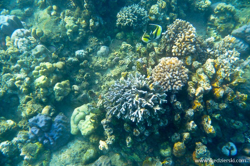 snorkeling w lovina