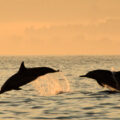 panorama delfiny w lovina