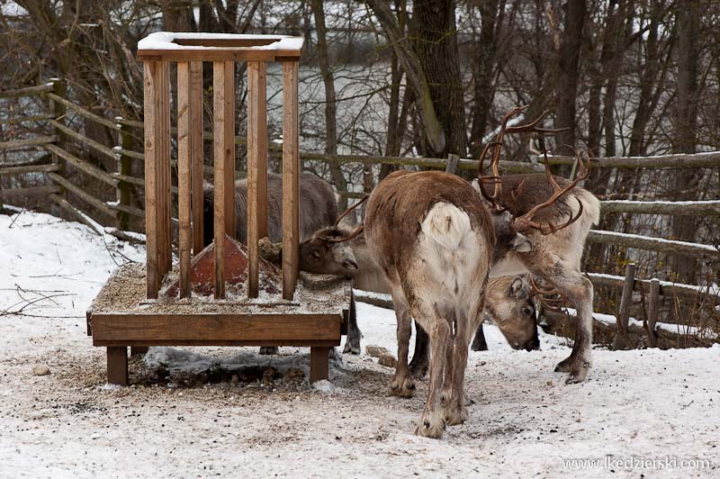 zwiedzanie sztokholmu skansen zoo renifer