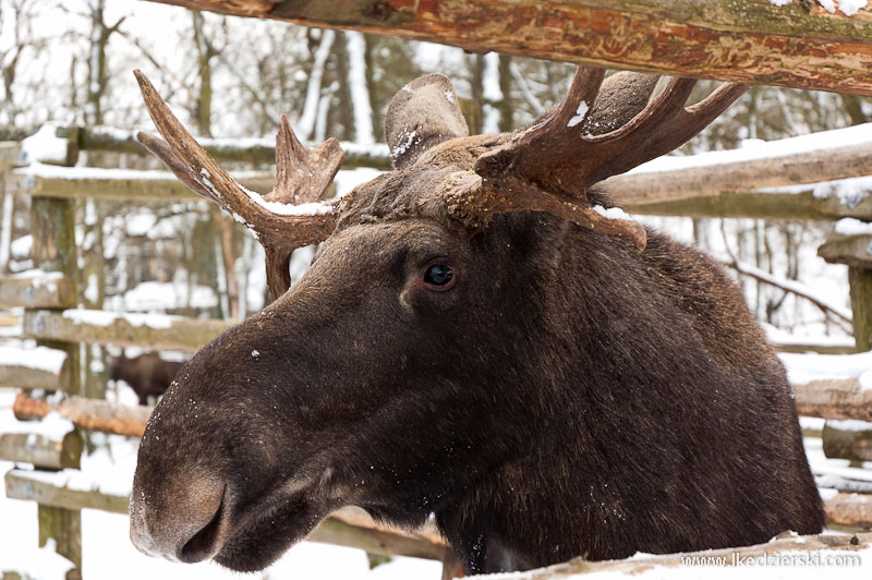 zwiedzanie sztokholmu skansen zoo łoś