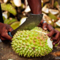 durian król owoców