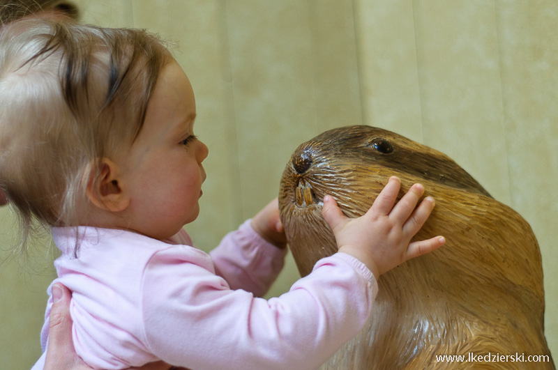 nadia w podróży bóbr