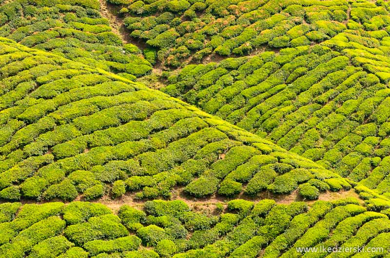 malezja cameron highlands