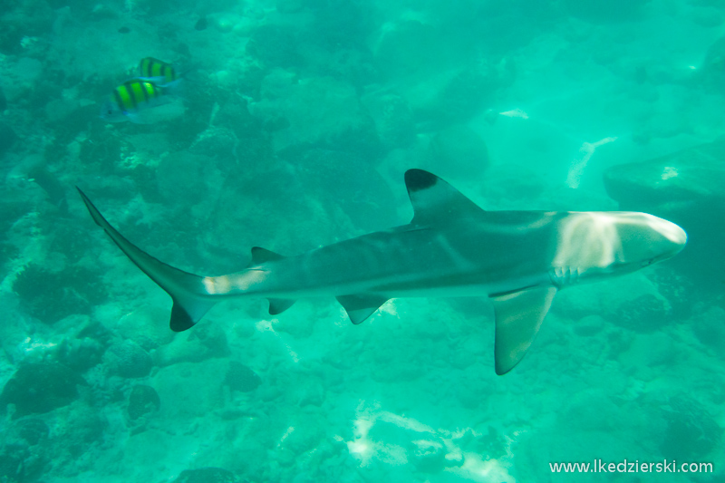 malezja langkawi snorkeling rekin