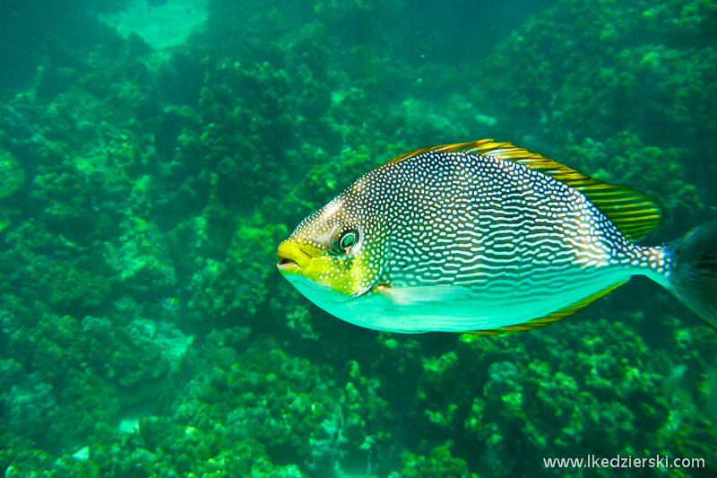 Pulau Payar – morski park, gdzie można zaznać przyjemnego snorkelingu.