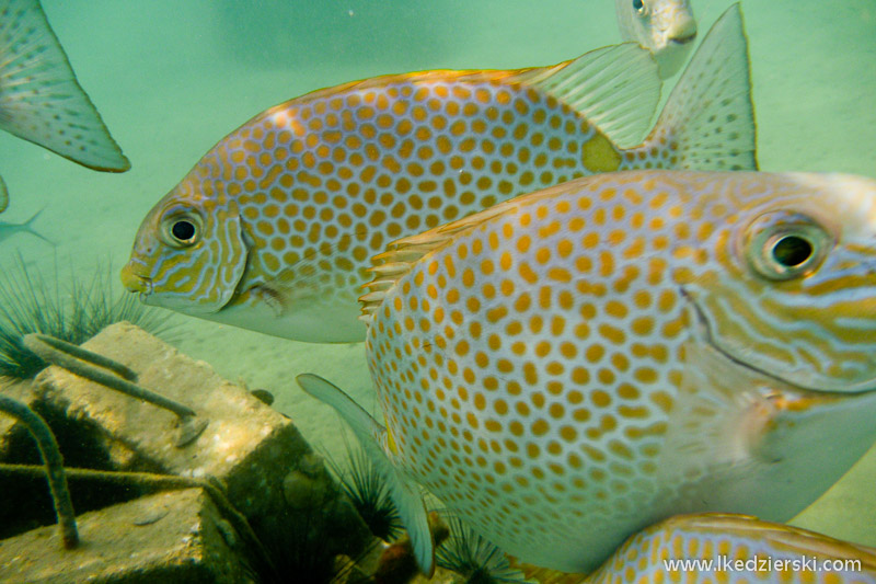 malezja tioman snorkeling