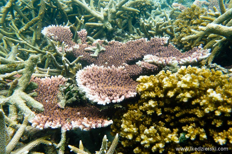 malezja tioman snorkeling